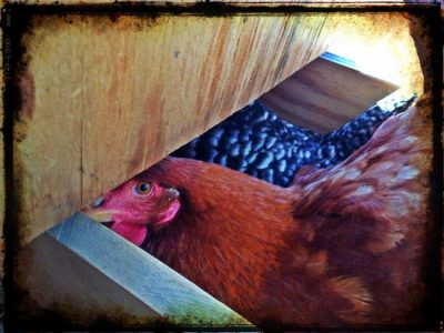 Poultry  Sass Image